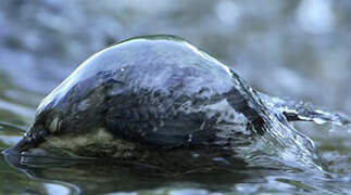 White-throated Dipper