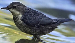 White-throated Dipper