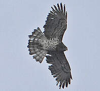 Short-toed Snake Eagle