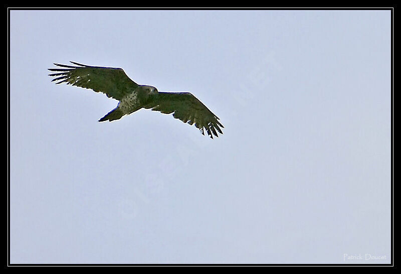 Short-toed Snake Eagle