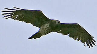 Short-toed Snake Eagle