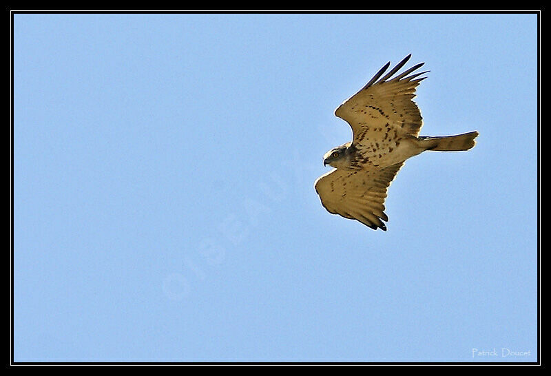 Short-toed Snake Eagle