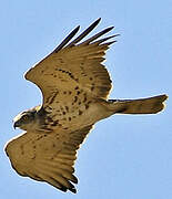 Short-toed Snake Eagle