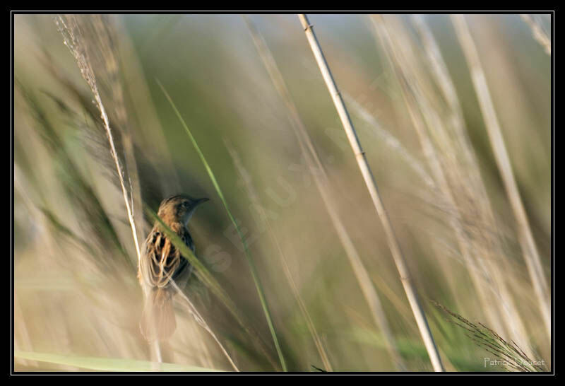 Zitting Cisticola