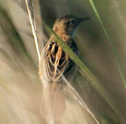 Zitting Cisticola