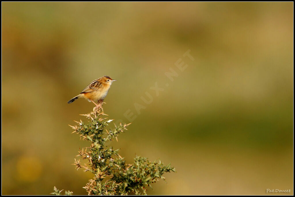 Zitting Cisticola