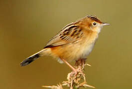 Zitting Cisticola