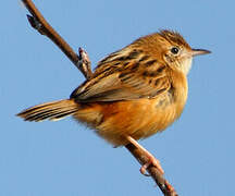 Zitting Cisticola