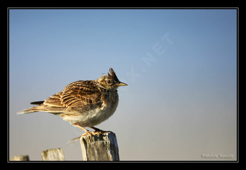 Crested Lark