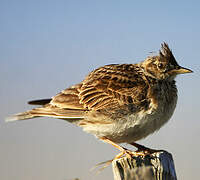 Crested Lark