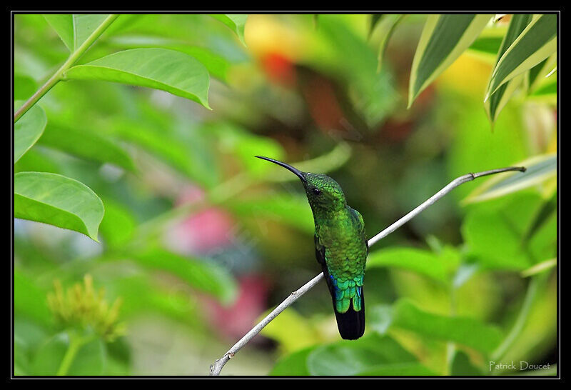 Green-throated Carib