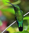 Colibri falle-vert