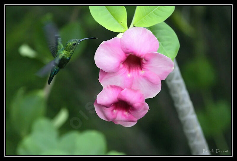 Colibri falle-vert