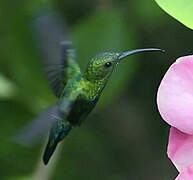 Green-throated Carib