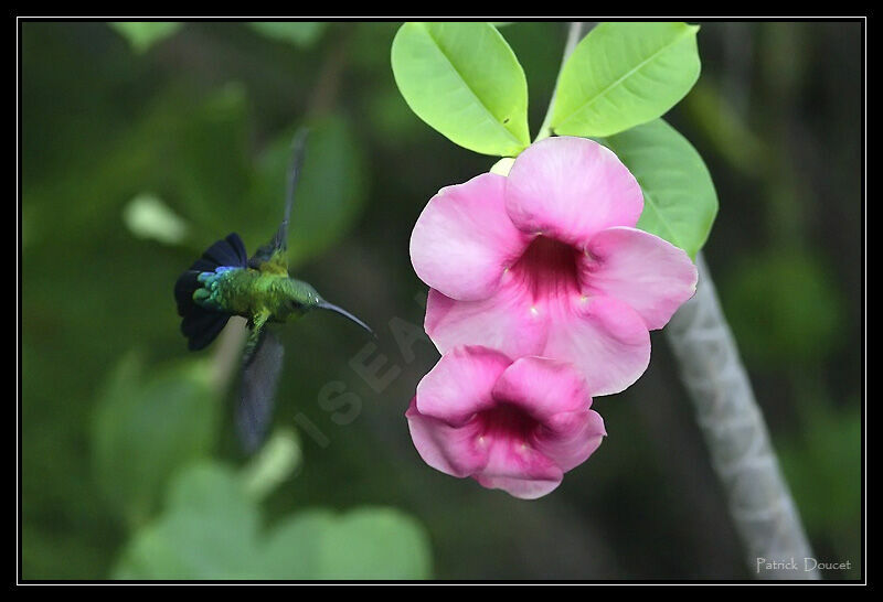 Colibri falle-vert