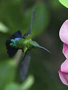 Green-throated Carib