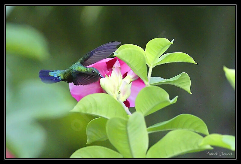 Green-throated Carib