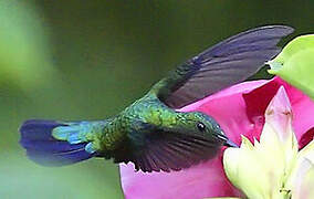 Colibri falle-vert