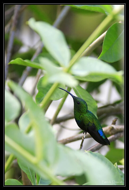 Green-throated Carib