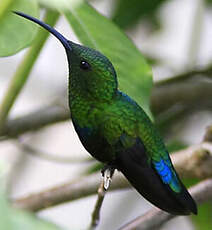 Colibri falle-vert