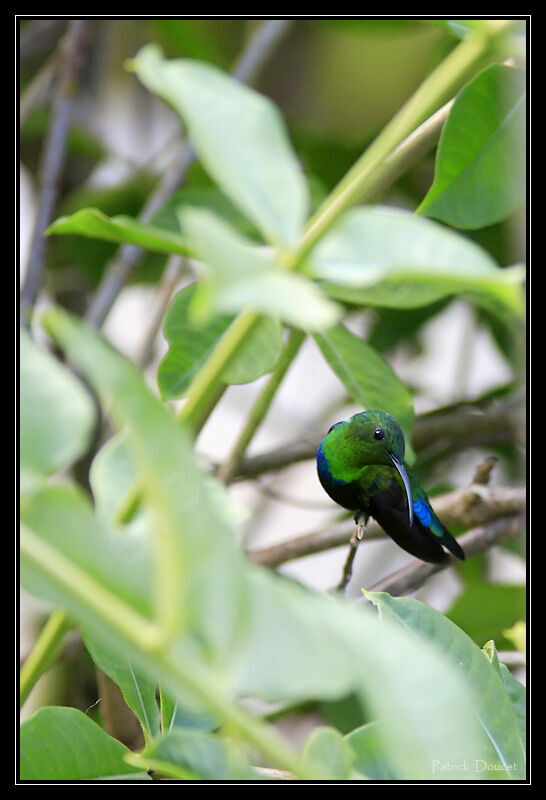 Colibri falle-vert