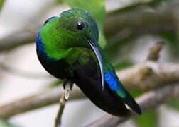 Colibri falle-vert