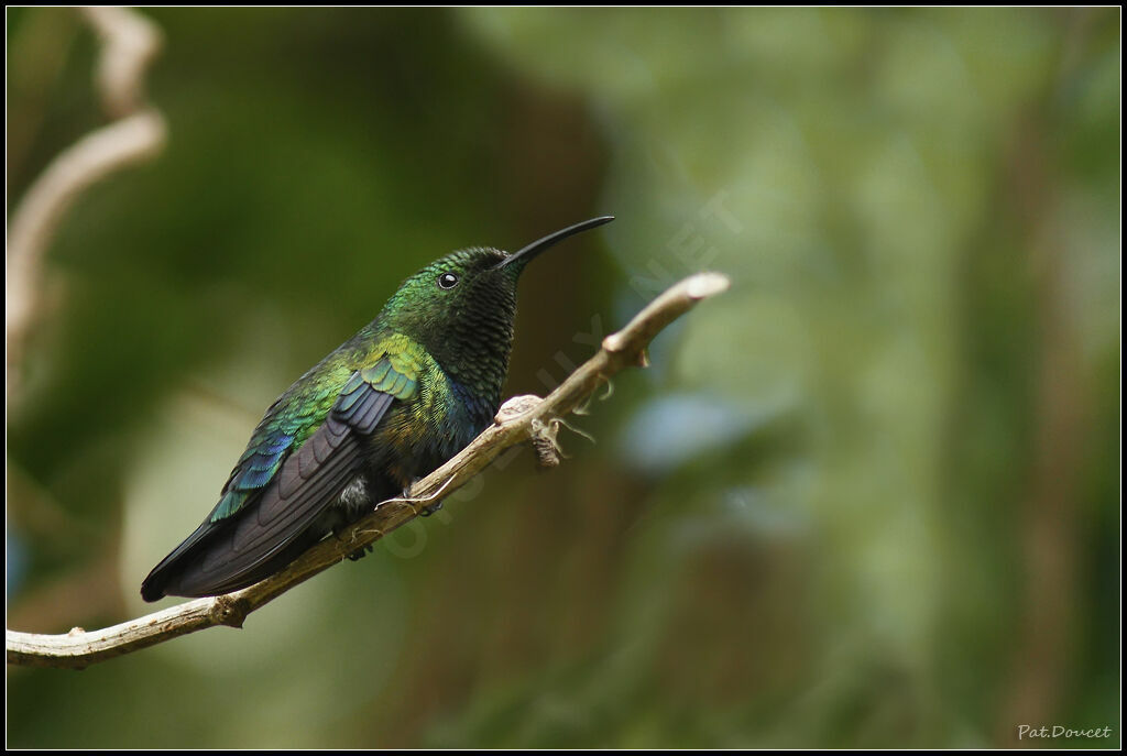 Colibri falle-vert