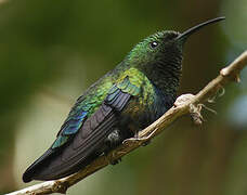 Colibri falle-vert