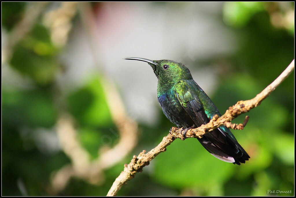 Colibri falle-vert