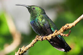 Colibri falle-vert