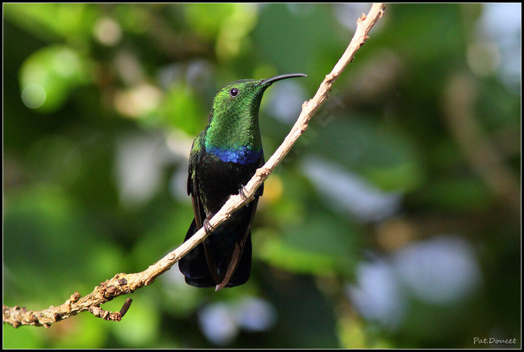 Colibri falle-vert