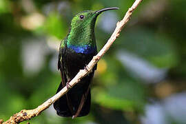 Colibri falle-vert