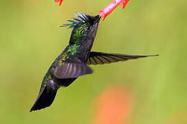 Antillean Crested Hummingbird