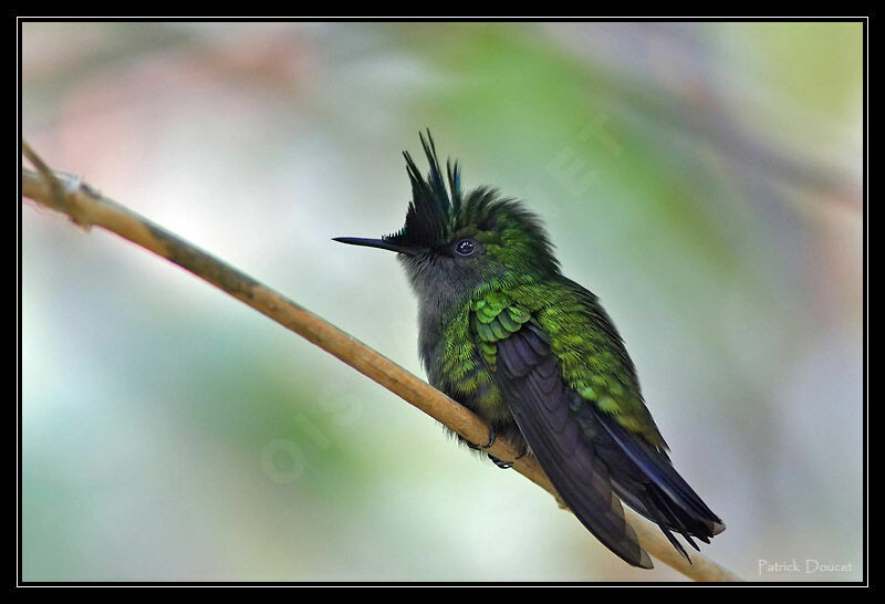 Colibri huppé