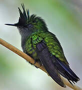 Antillean Crested Hummingbird