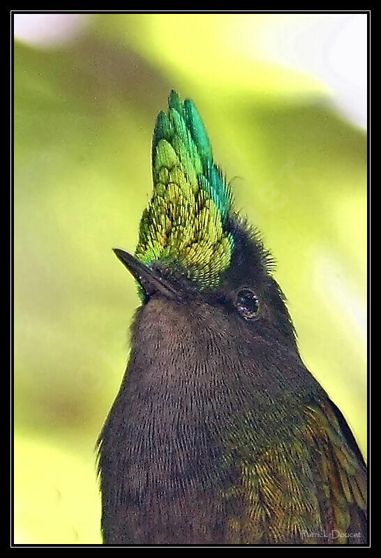 Antillean Crested Hummingbird