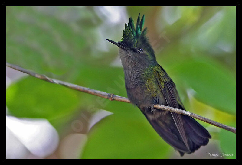 Antillean Crested Hummingbird