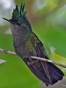 Antillean Crested Hummingbird