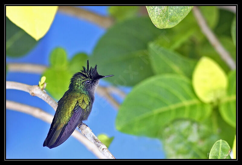 Antillean Crested Hummingbird