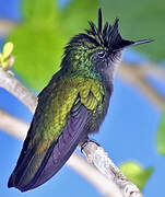 Antillean Crested Hummingbird