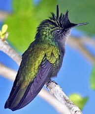 Colibri huppé