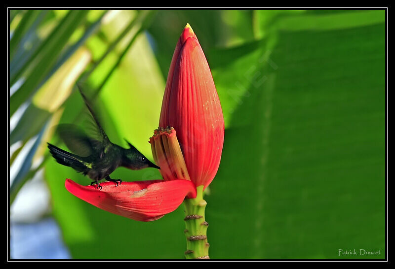 Colibri huppé