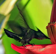 Colibri huppé