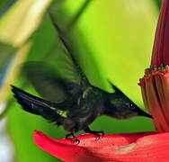 Antillean Crested Hummingbird