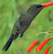 Colibri huppé