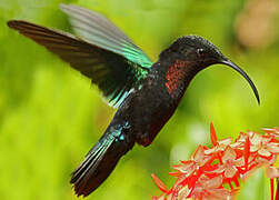 Purple-throated Carib