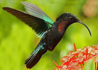 Colibri madère