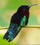 Purple-throated Carib