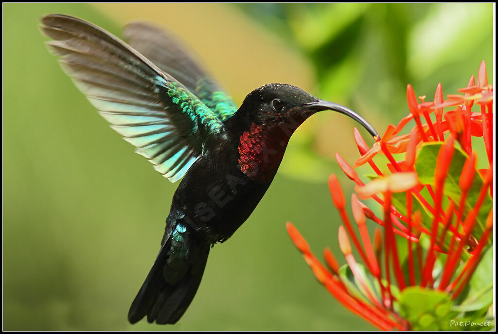 Purple-throated Carib