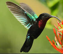 Purple-throated Carib